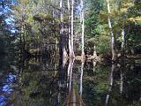 Congaree NP 06